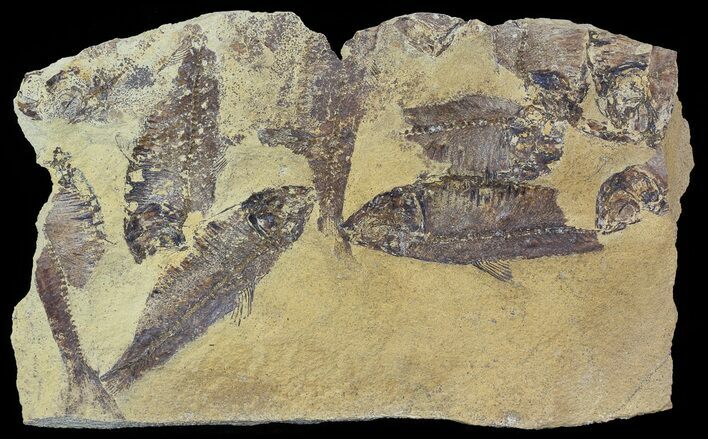 Fossil Fish (Gosiutichthys) Mass Mortality Plate - Lake Gosiute #51944